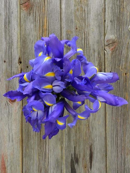 Wholesale Blue Iris Delivered Online FlowerFarm